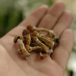 magic mushrooms