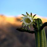 San Pedro Ceremonies